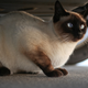 Image for article titled The Ten Craziest Animal And Car Stories We've Ever Heard